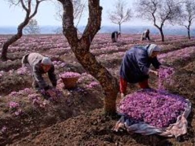 تولید پیاز زعفران خوب افغانستان
