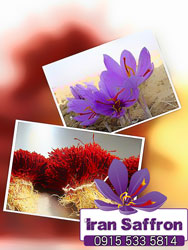 You are currently viewing قیمت انواع زعفران در بازار