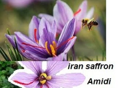 تاثیر پرتوتابی در تنوع زعفران ایرانی