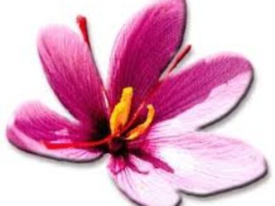 صادرات عمده زعفران کیلویی