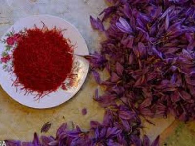 کاشت باکیفیت ترین پیاز گل زعفران مشهد