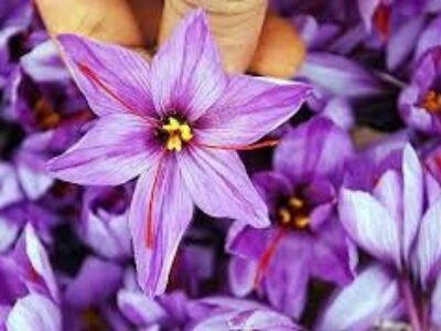 خرید گیاه درمانی زعفران