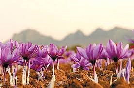 You are currently viewing انواع زعفران ایرانی درجه یک