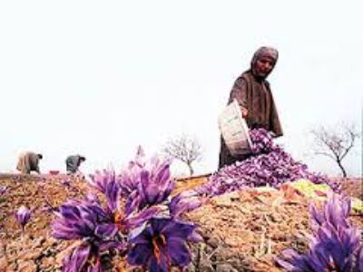 کشت پیاز زعفران مرغوب در مشهد
