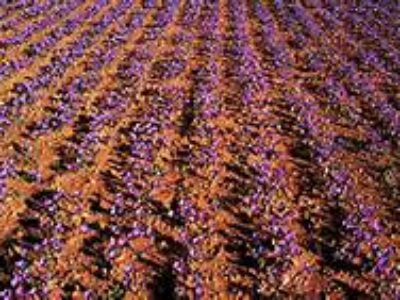 توزیع زعفران سرگل و درجه یک صادراتی