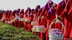 You are currently viewing صادرات زعفران درجه یک تربت حیدریه به ترکیه
