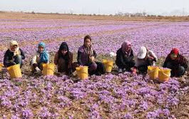 You are currently viewing قیمت روز بهترین انواع زعفران ایرانی