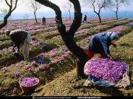 You are currently viewing بهترین زعفران ایرانی در دنیا