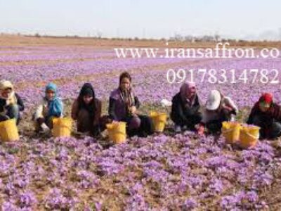 تجارت زعفران گرمی مرغوب در ایران