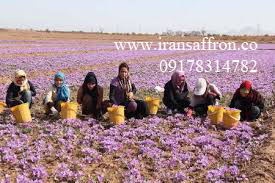 You are currently viewing تجارت زعفران گرمی مرغوب در ایران
