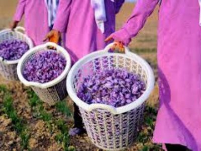 صادرات زعفران نگین به کویت