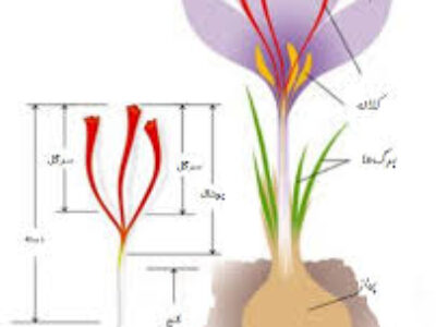 خواص غذایی قسمتهای مختلف گیاه زعفران خالص