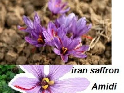 تجارت زعفران ممتاز مشهد در ایران
