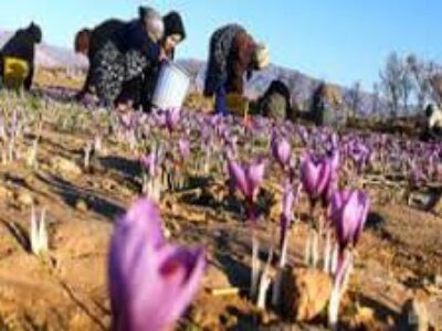قیمت روز پیاز گیاه زعفران در شیراز