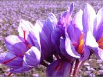 توزیع انواع زعفران مرغوب اصل