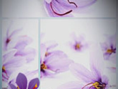 راه اندازی بازار فروش گل زعفران گناباد