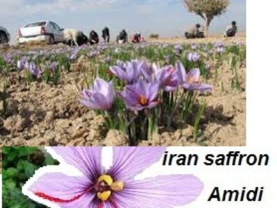 فروش گسترده زعفران مرغوب در ایران اسلامی