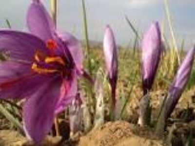 قیمت پیاز گل زعفران مرغوب در زنجان