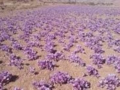 خرید و فروش ریشه زعفران ایران