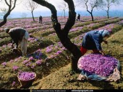 فروش زعفران سرگل تازه خاورمیانه