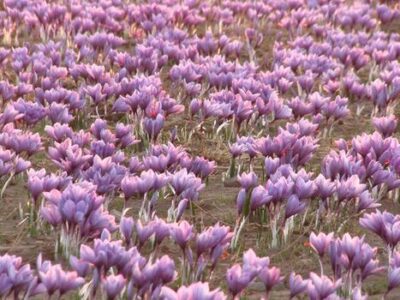 صادرات زعفران فله به شرق آسیا