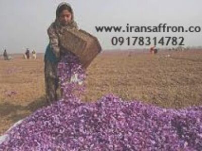 کاشت انواع زعفران صادراتی در اردبیل