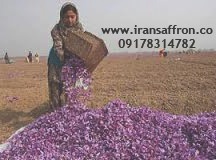 You are currently viewing کاشت انواع زعفران صادراتی در اردبیل