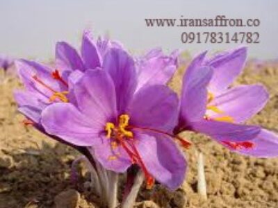 قیمت پیاز گل زعفران صادراتی داراب