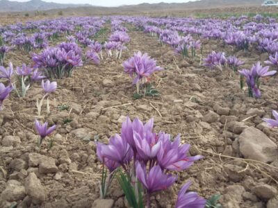 پخش مستقیم زعفران درجه یک ایرانی