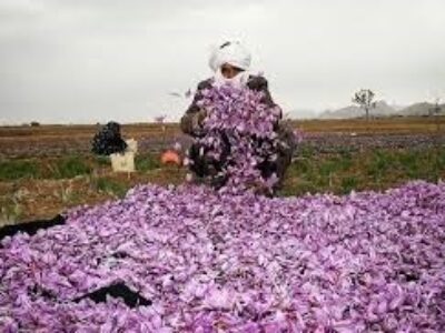 مرجع تولید زعفران ایرانی