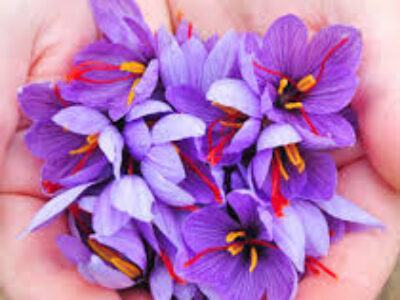 صادرات زعفران فله ایرانی