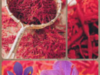 قرارداد بین المللی صادرات زعفران فله ای به اسپانیا