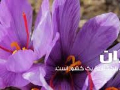 شرکت صادرات زعفران ایرانی به آلمان