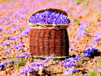 صادرات زعفران گوهر خالص