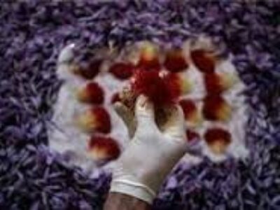 تولید عمده زعفران ارگانیک ایرانی