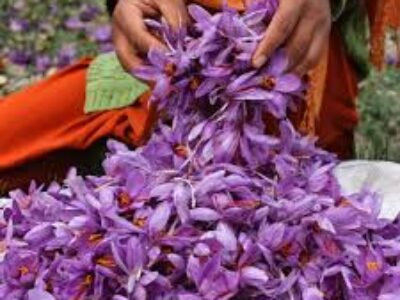 فروش پیاز زعفران درجه یک ایران