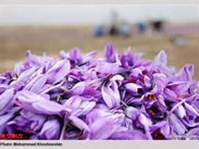 قیمت زعفران باکیفیت در رودبار