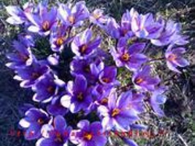 توزیع زعفران سرگل در اراک