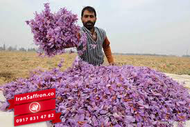 You are currently viewing صادرات انواع زعفران یکتا مشهد مثقالی