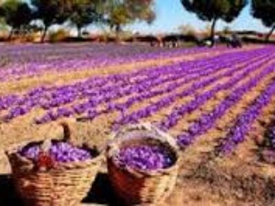 توزیع زعفران کیلویی صادراتی