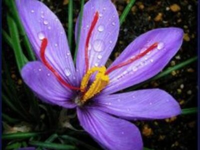 توزیع زعفران بی نظیر قائنات