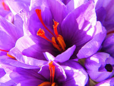 توزیع زعفران ناب در تایباد