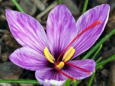 طرز کاشت پیاز مرغوب گل زعفران بروجرد