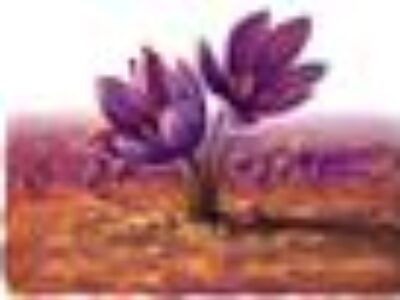 فروش زعفران مرغوب با کیفیت با برند بین المللی