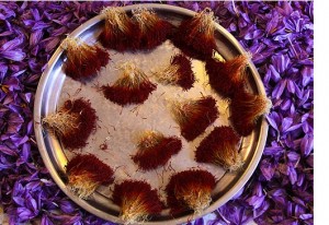 You are currently viewing صادرات زعفران به استرالیا