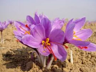 کشت پیاز زعفران درجه یک صادراتی در گلدان