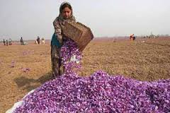You are currently viewing صادرات ۱۰۰ کیلوگرم زعفران مرغوب به آمریکا