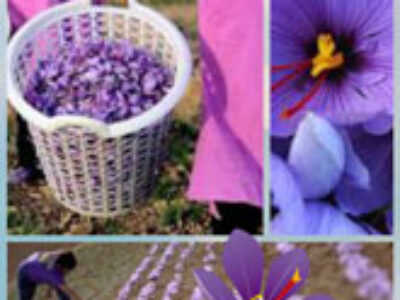 وضعیت تولید زعفران در ایران