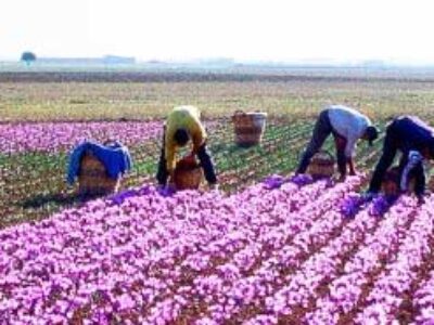 هزینه مستقیم زعفران ایران باکیفیت