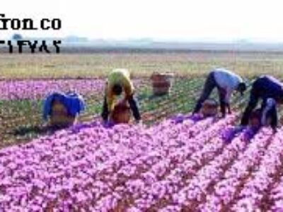 خرید پیاز زعفران صادراتی تربت